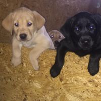 Labrador Retriever Puppies for sale in Oxford, NC 27565, USA. price: $500