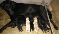 Labrador Retriever Puppies for sale in Mandaluyong, 1550 Metro Manila, Philippines. price: 14000 PHP