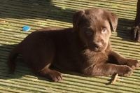 Labrador Retriever Puppies for sale in Seattle, WA, USA. price: $500