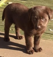 Labrador Retriever Puppies for sale in Seattle, WA, USA. price: $500