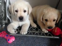 Labrador Retriever Puppies for sale in Seattle, WA, USA. price: $500