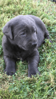 Labrador Retriever Puppies for sale in Mt Sterling, KY 40353, USA. price: $600