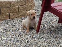 AKC English Labrador Puppies