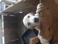 Labrador Retriever Puppies for sale in Lexington, SC, USA. price: $700