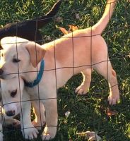 Labrador Retriever Puppies for sale in Main St, Madison Township, OH 43125, USA. price: $450