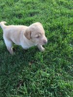 Labrador Retriever Puppies for sale in Edmore, MI 48829, USA. price: $700