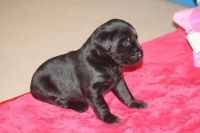 Labrador Retriever Puppies for sale in NC-54, Burlington, NC 27215, USA. price: NA