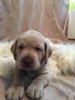 Labrador Retriever Puppies for sale in Owosso, MI 48867, USA. price: $1,000