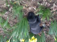 Labrador Retriever Puppies for sale in New Matamoras, Matamoras, OH 45767, USA. price: $450