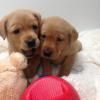 Labrador Retriever Puppies for sale in NJ-3, Clifton, NJ, USA. price: $400
