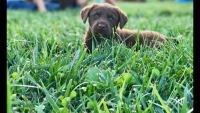 Labrador Retriever Puppies for sale in Harrodsburg, KY 40330, USA. price: $450
