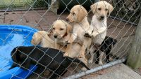 Labrador Retriever Puppies for sale in Raleigh, NC, USA. price: $400