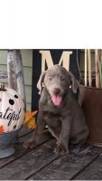 Labrador Retriever Puppies for sale in Circleville, OH 43113, USA. price: $800