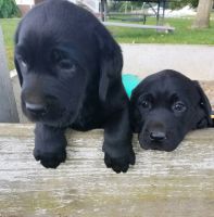 Labrador Retriever Puppies for sale in Wooster, OH 44691, USA. price: $475