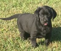 Labrador Retriever Puppies for sale in Elkin, NC, USA. price: $600