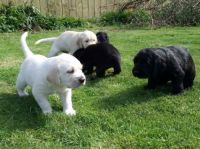 Labrador Retriever Puppies for sale in Ashtabula, OH 44004, USA. price: NA
