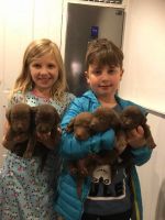 Labrador Retriever Puppies for sale in NJ-3, Clifton, NJ, USA. price: $600