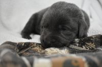 Labrador Retriever Puppies for sale in Haw River, NC 27258, USA. price: $900