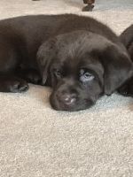 Labrador Retriever Puppies for sale in London, OH 43140, USA. price: $600