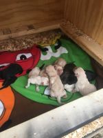 Labrador Retriever Puppies for sale in Rock Hill, SC, USA. price: $700