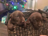 AKC Chocolate Labrador puppies