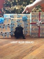 Labrador Retriever Puppies for sale in Amsterdam, OH 43903, USA. price: $400