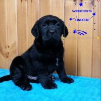 Labrador Retriever Puppies for sale in Canton, OH, USA. price: $900