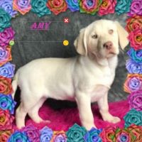 Labrador Retriever Puppies for sale in Canton, OH, USA. price: $450