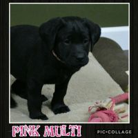 Labrador Retriever Puppies for sale in Stevenson, AL, USA. price: $800