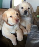 Labrador Retriever Puppies for sale in Cincinnati, OH, USA. price: $600