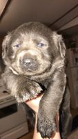 Labrador Retriever Puppies for sale in Lick Creek, KY, USA. price: $800