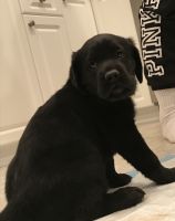 Labrador Retriever Puppies for sale in Richlands, NC 28574, USA. price: $600