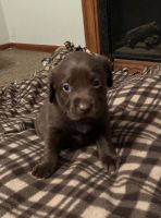 Labrador Retriever Puppies for sale in Plymouth, OH 44865, USA. price: $400