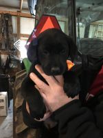 Labrador Retriever Puppies for sale in Bonnieville, KY 42713, USA. price: $600