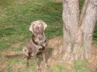 Labrador Retriever Puppies for sale in Smiths Grove, KY 42171, USA. price: $900