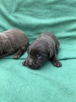 Labrador Retriever Puppies for sale in Haw River, NC 27258, USA. price: $800