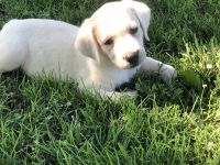 Labrador Retriever Puppies for sale in Bardstown, KY 40004, USA. price: $500
