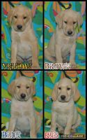 Labrador Retriever Puppies for sale in Stevenson, AL, USA. price: $900