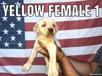 Labrador Retriever Puppies for sale in Shelbiana, KY 41562, USA. price: $500