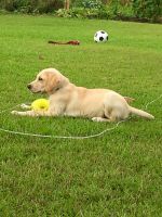 Labrador Retriever Puppies for sale in Pembroke, NC 28372, USA. price: $750