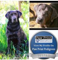 Labrador Retriever Puppies for sale in Medina, OH 44256, USA. price: $1,000