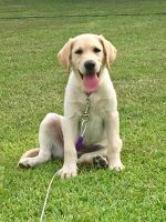 Labrador Retriever Puppies for sale in Pembroke, NC 28372, USA. price: $650