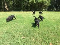 Labrador Retriever Puppies for sale in Alamo, TN 38001, USA. price: $850