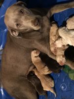 Labrador Retriever Puppies for sale in Mansfield, OH, USA. price: $700