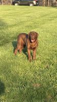 Labrador Retriever Puppies for sale in Winston-Salem, NC, USA. price: $700