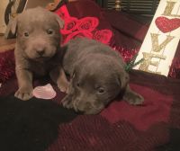 Labrador Retriever Puppies for sale in Grahn Rd, Kentucky 41164, USA. price: $600