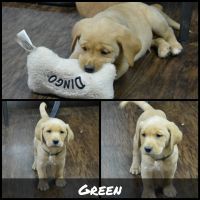 Labrador Retriever Puppies for sale in Stevenson, AL, USA. price: $1,000