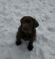 Labrador Retriever Puppies for sale in Tippecanoe, OH 44699, USA. price: $600