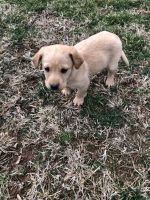 Labrador Retriever Puppies for sale in Stanley, VA 22851, USA. price: $600