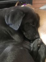 Labrador Retriever Puppies for sale in Hubert, NC 28539, USA. price: $600